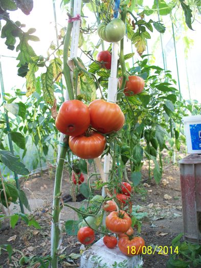 RIESEN –TOMATEN ROT-WILLY (2) - URIAȘE SăSEȘTI GIGANT-Riesen Tomaten Rot