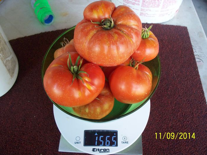 RIESEN –TOMATEN W (2) - URIAȘE SăSEȘTI GIGANT-Riesen Tomaten Rot