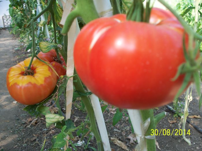 RIESEN –TOMATEN W (5) - URIAȘE SăSEȘTI GIGANT-Riesen Tomaten Rot