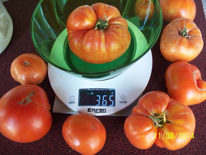 RIESEN –TOMATEN W - URIAȘE SăSEȘTI GIGANT-Riesen Tomaten Rot