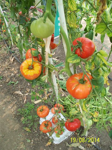 Riesen-Tomate rot.Willy (4) - URIAȘE SăSEȘTI GIGANT-Riesen Tomaten Rot