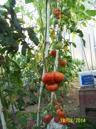 Riesen-Tomate rot.WILLY (5) - URIAȘE SăSEȘTI GIGANT-Riesen Tomaten Rot