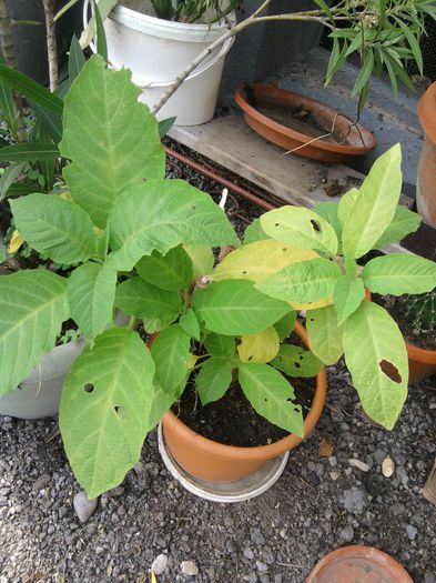 036-brugmansia - alte plante-1
