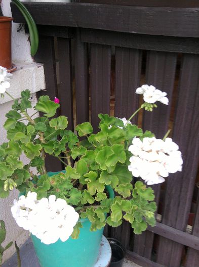 039-muscata alba - alte plante-1