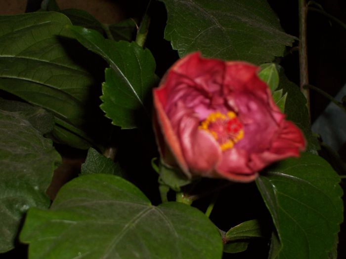 bluberry - flori 1