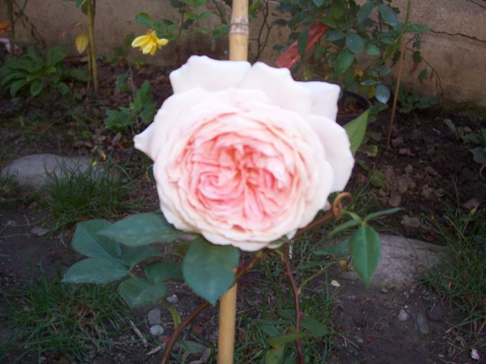 william morris - flori 1