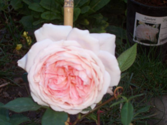 william morris - flori 1