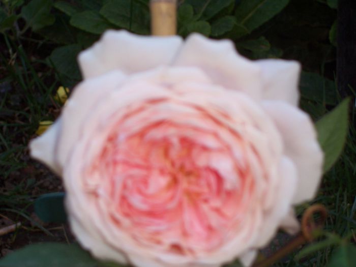william morris - flori 1
