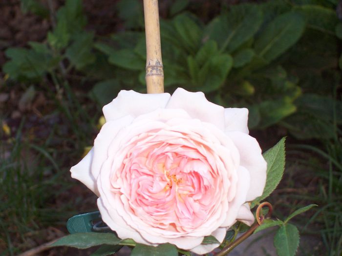 william morris - flori 1