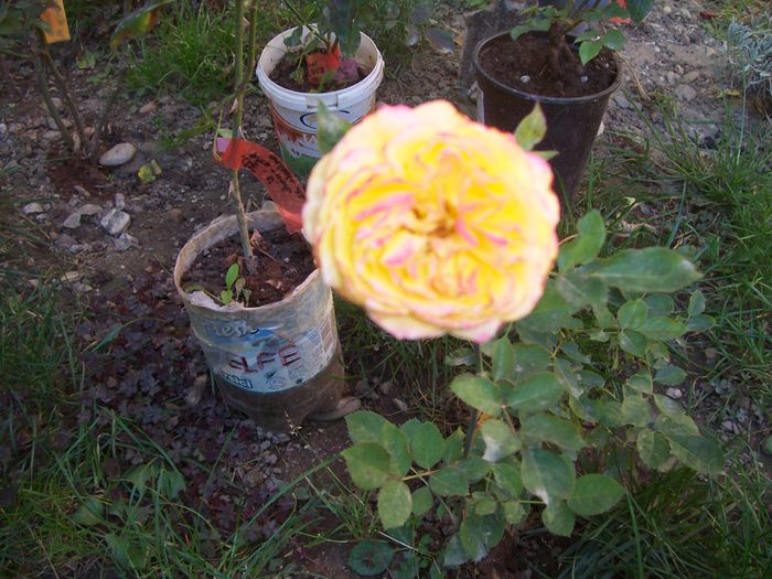 100_8469 - flori 1