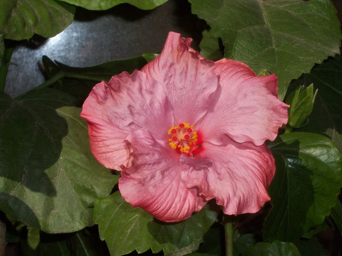 bluberry - flori 1