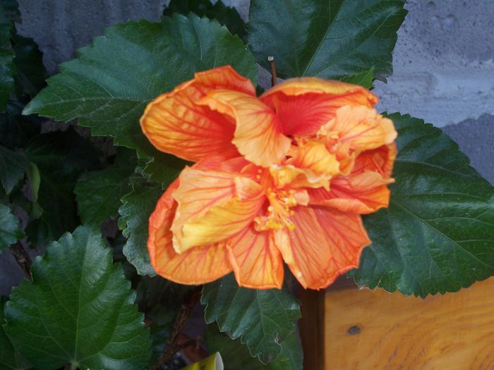 100_8485 - flori 1