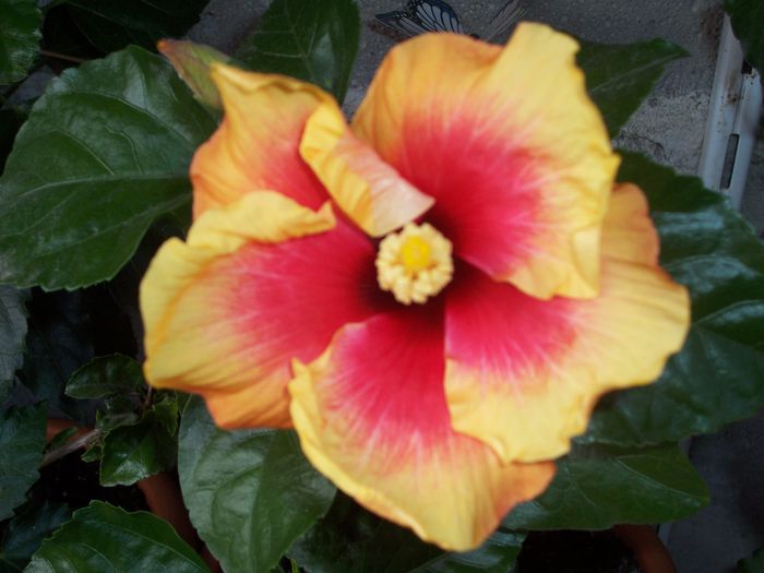 100_8486 - flori 1