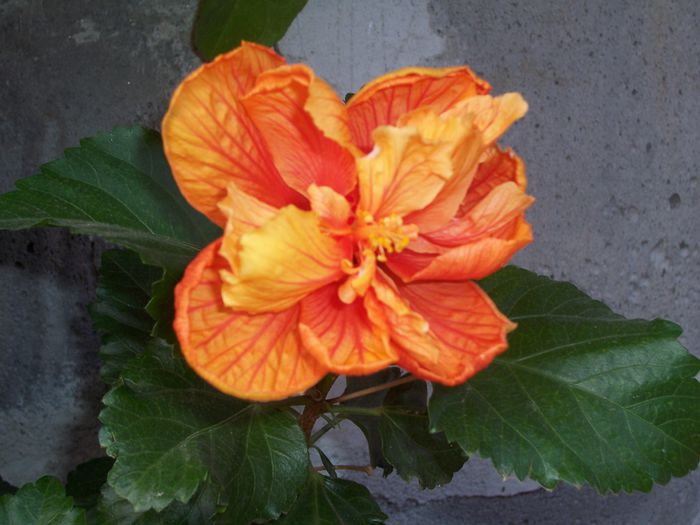 100_8488 - flori 1