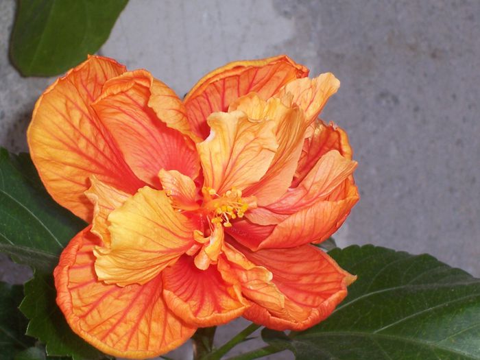 100_8489 - flori 1