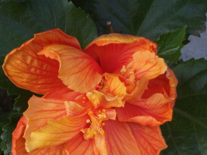 100_8490 - flori 1