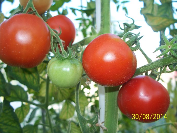 HARTZFEUER (2) - 2-2 TOMATE HIBRID F1