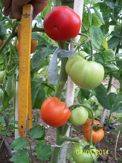 Prekos  - 2-2 TOMATE HIBRID F1