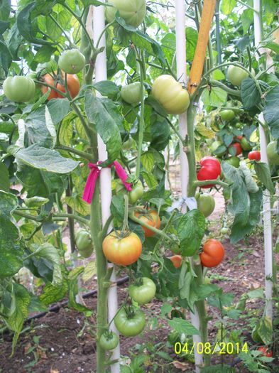 Prekos - 2-2 TOMATE HIBRID F1