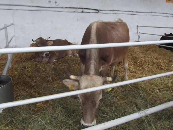 DSCF7299 - 4---expozitie banat agralim 30 mai 01 iunie 2014 timisoara