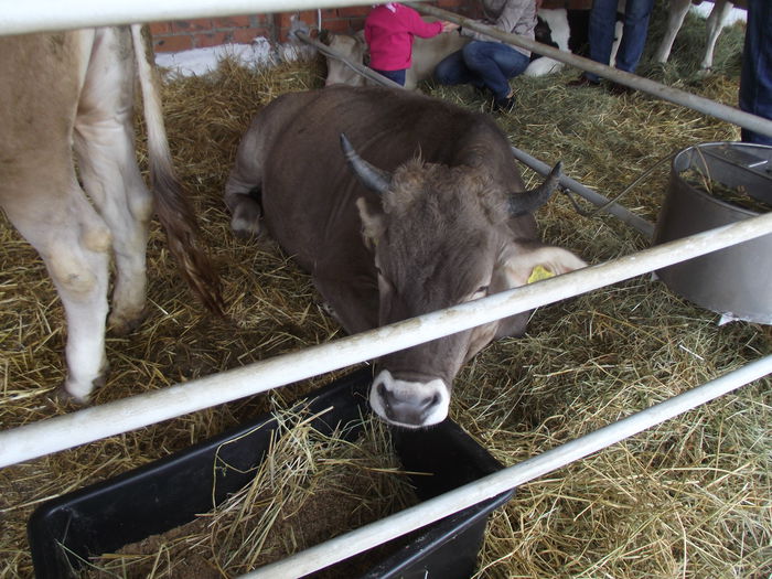 DSCF7316 - 4---expozitie banat agralim 30 mai 01 iunie 2014 timisoara