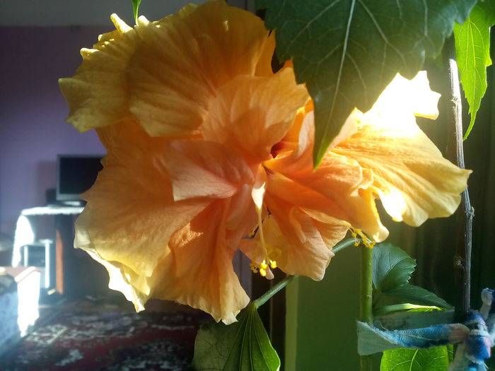  - hibiscus