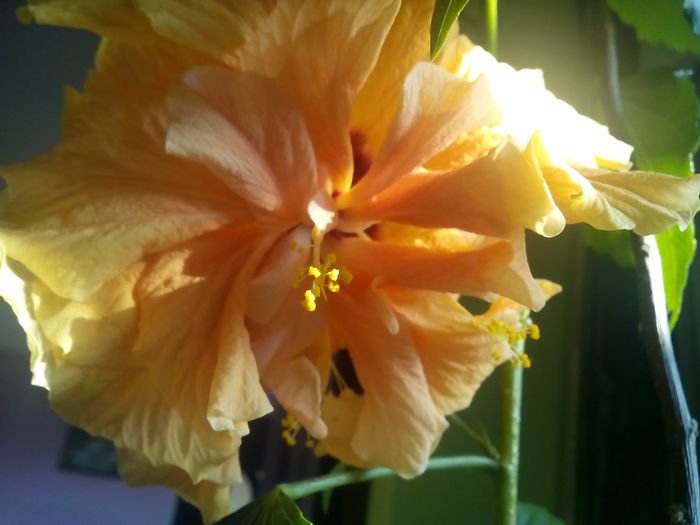 IMG_20141013_160615 - hibiscus