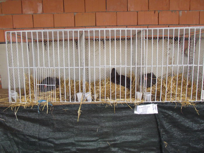 DSCF7422 - 4---expozitie banat agralim 30 mai 01 iunie 2014 timisoara