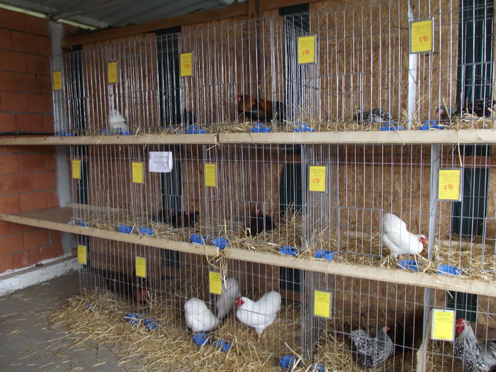 DSCF7425 - 4---expozitie banat agralim 30 mai 01 iunie 2014 timisoara