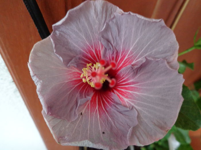 DSC04190 - HIBISCUS DONNA ZELLER