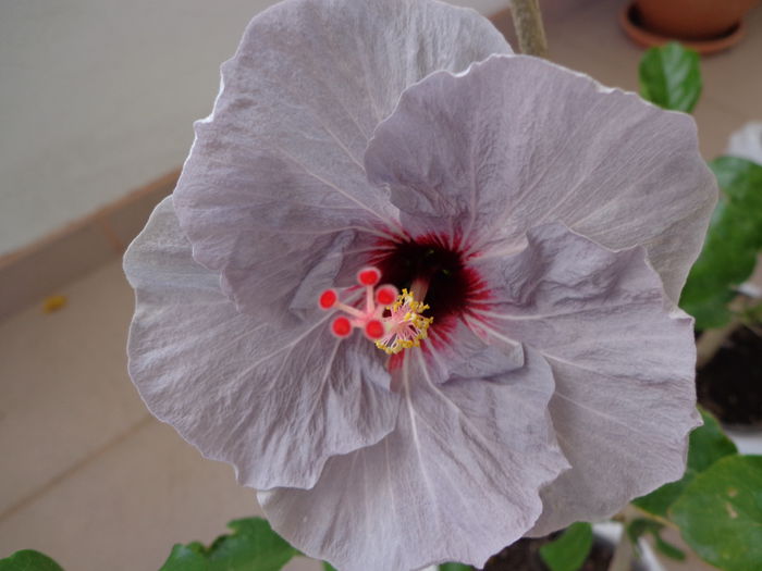 040 - HIBISCUS DONNA ZELLER