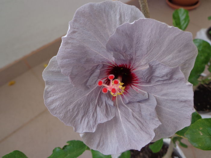 039 - HIBISCUS DONNA ZELLER