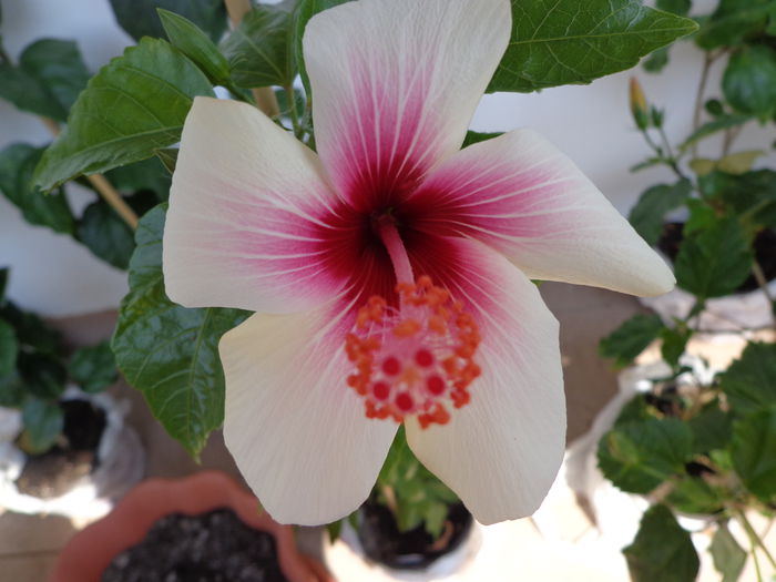 106 - HIBISCUS FIJIAN WHITE