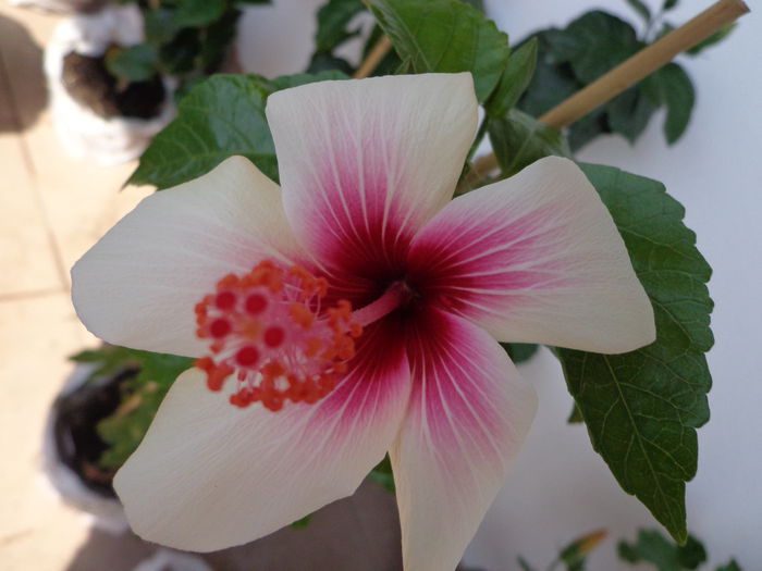 109 - HIBISCUS FIJIAN WHITE