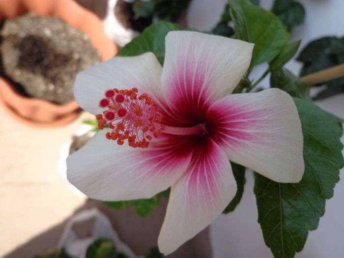 108 - HIBISCUS FIJIAN WHITE