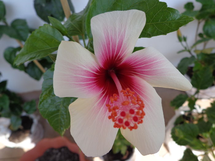 107 - HIBISCUS FIJIAN WHITE