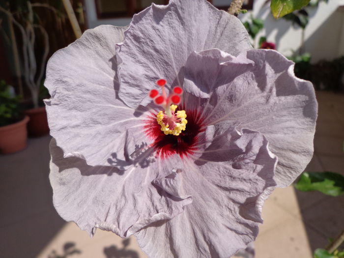 057 - HIBISCUS DONNA ZELLER