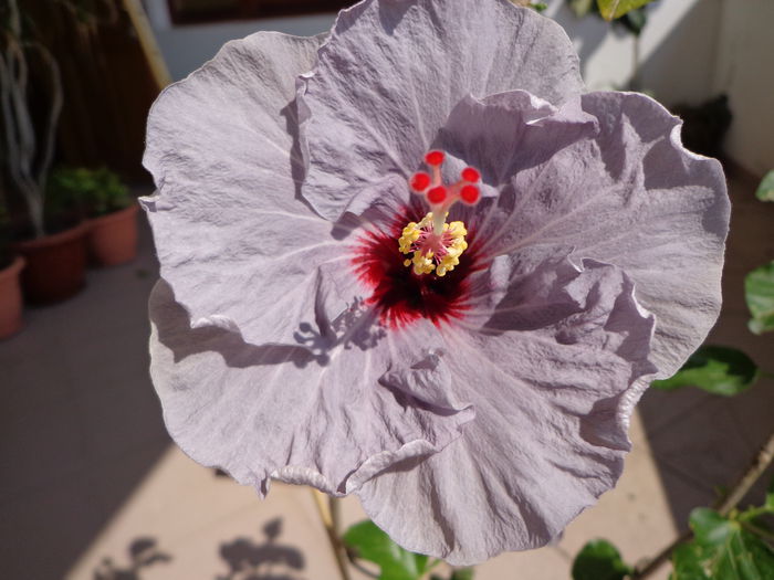 058 - HIBISCUS DONNA ZELLER