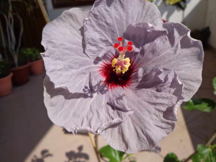 059 - HIBISCUS DONNA ZELLER