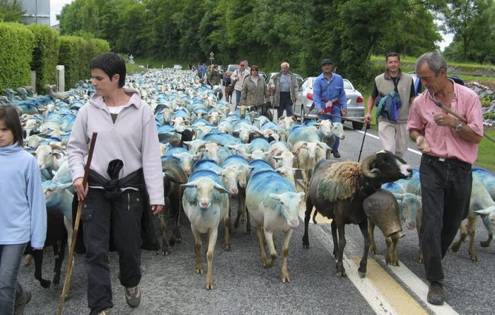 Transhumanta in Aulon-Franta - Rase de oi si capre-Poze deosebite 2