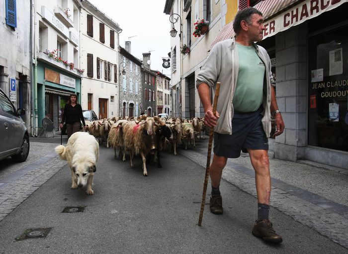 Transhumanta in Pirinei, la ei vad ca au voie pe strazi ,nu ca la noi - Rase de oi si capre-Poze deosebite 2