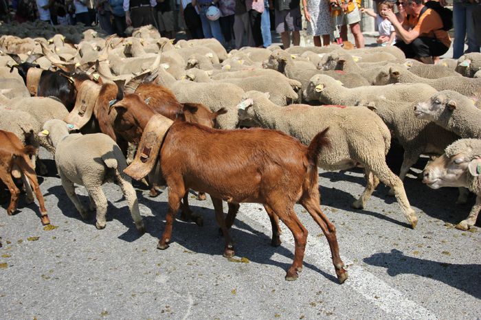 Transhumanta la straini - Rase de oi si capre-Poze deosebite 2