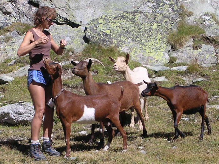 Caprele se dau la o turista