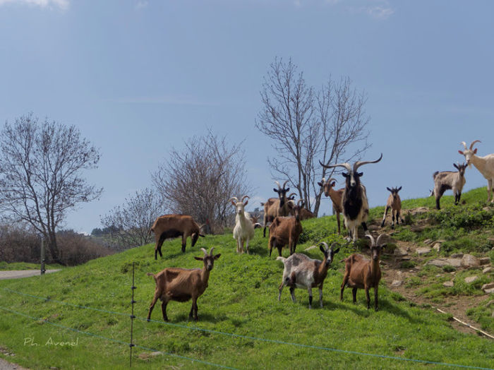 Capre frumoasa la pasune-8y