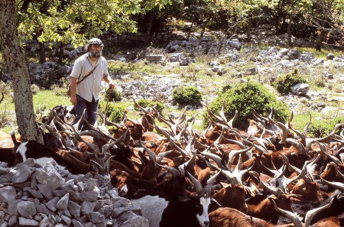 Capre in Alpi frumoase - Rase de oi si capre-Poze deosebite 2