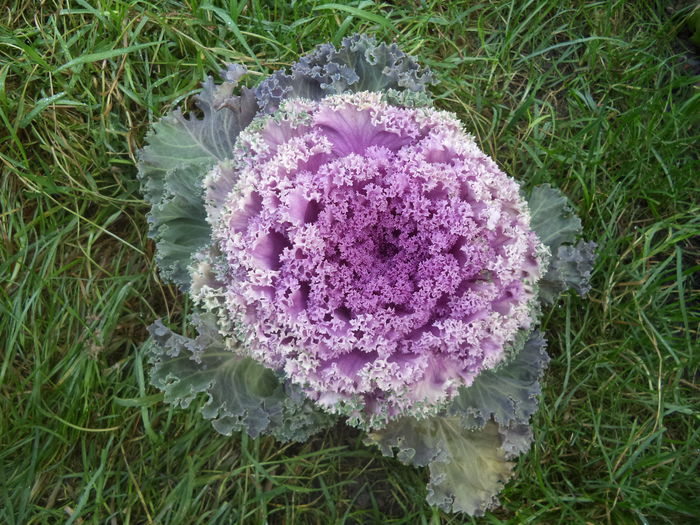 VARZA DECORATIVA