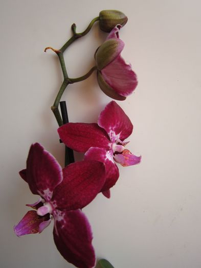 IMG_4216 - De vinzare orhidei