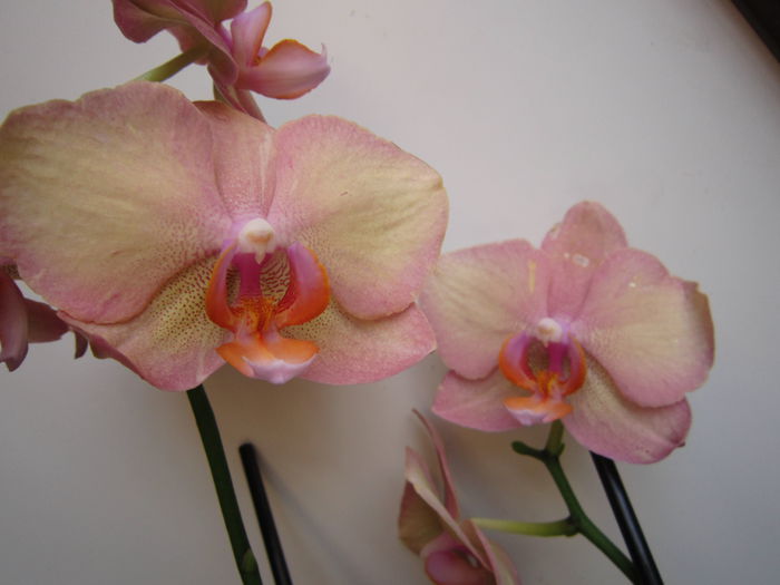 IMG_4217 - De vinzare orhidei