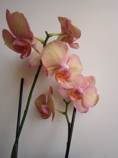 IMG_4218 - De vinzare orhidei