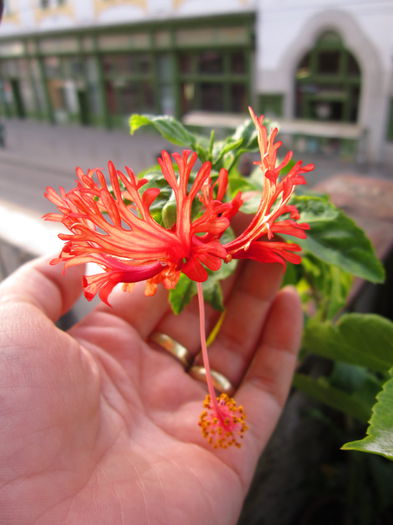 IMG_4220 - schizopetalus